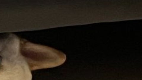 愛犬の寝方がホラー映画みたい⇨「目が合いましたね…」「見惚れちゃう」と反響続々