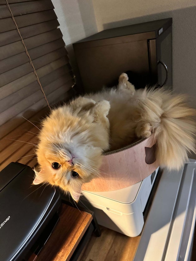 「全にゃんこ好きが泣く」連休明けに玄関で鳴く猫ちゃんにSNS涙→「すぐ帰って抱きしめたい」