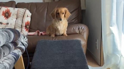 「できた！」愛犬の“ドヤ顔＆ポーズ”がたまらない⇨「完璧」「お目めが何か訴えてる」の声