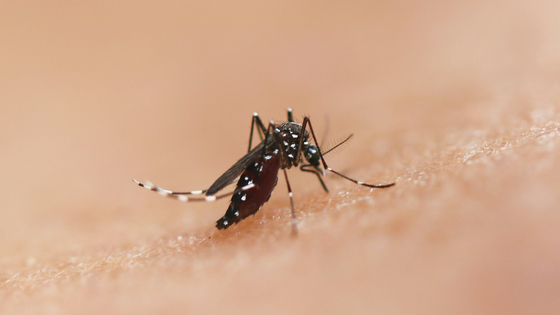 蚊を「空飛ぶ注射器」にしてコウモリにワクチンを打つ新技術が開発される