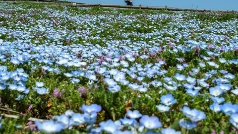 茨城・国営ひたち海浜公園の「ネモフィラ」の開花状況。見頃はいつ？