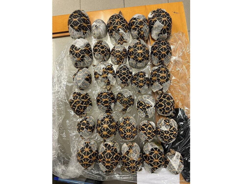 衣服の下にカメ30匹、台湾人の女を密輸容疑で逮捕 タイ