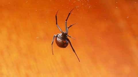 米ミュージシャン、毒グモに咬まれて脚が真っ赤に…⇨入院も翌日ライブ強行、コウモリに咬まれた過去も