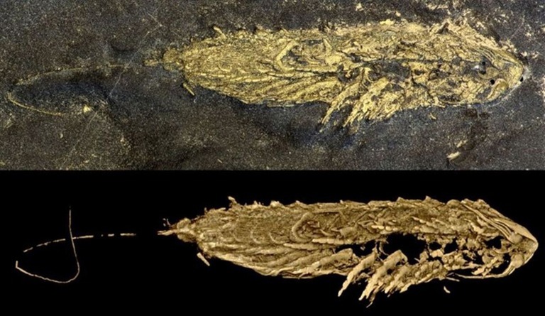 黄鉄鉱に閉じ込められた見事な化石、4億5000万年前の未確認の種