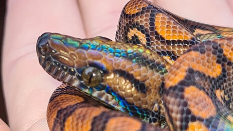 世界初？ヘビが交尾せずに2度目の出産⇨計26匹の子どもが…異例の現象に「前代未聞のこと」（イギリス）