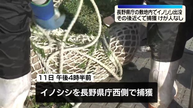 長野県庁の敷地内にイノシシが出没、西側で捕獲 けが人なし