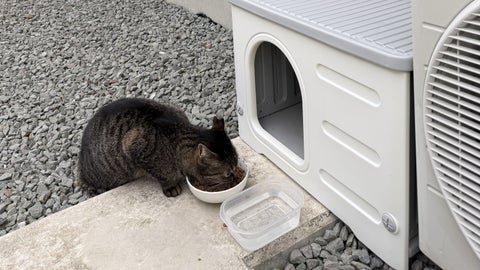 地域猫を窓越しにひっそり見守る愛猫の姿に…⇒「シスターみたい」の声