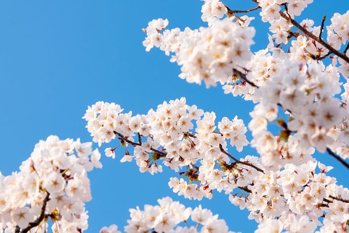 日本の新年度が4月スタートの理由、専門家「実は明治政府の苦肉の策」