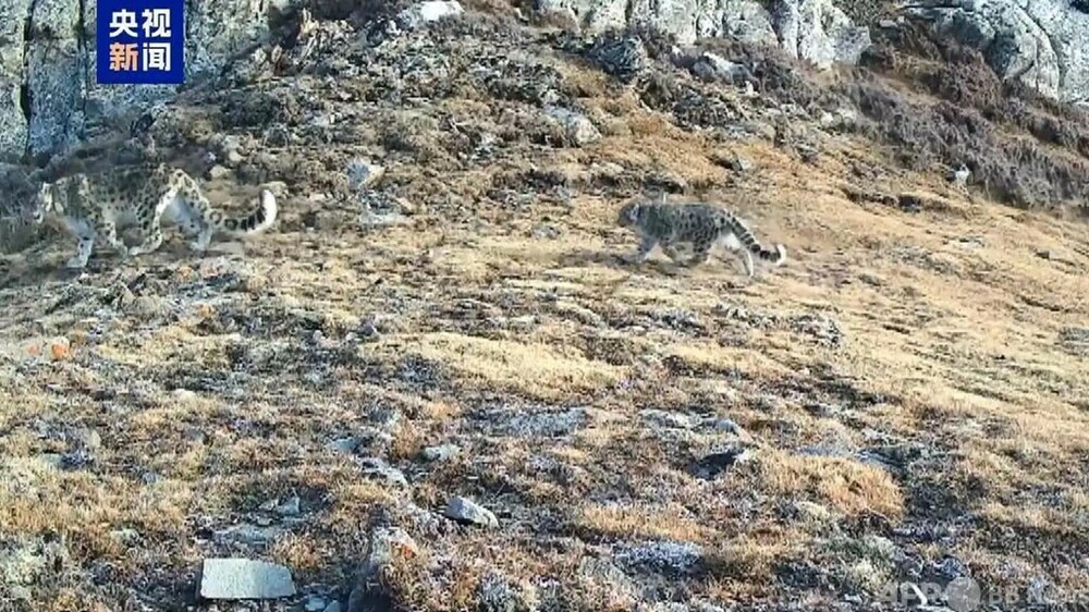 世界初　ユキヒョウの野生復帰で繁殖と育児を実現=中国・賀蘭山
