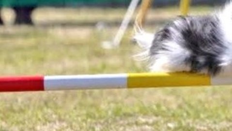 競技中の犬が「くつろぎ中」にしか見えない⇨奇跡の瞬間に「卵を温めている鶏」と爆笑