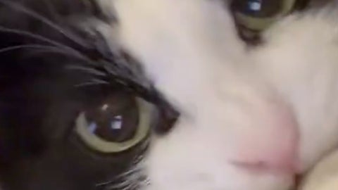 甘えてたのに突然「シャー！」“感情ごちゃ混ぜ”な愛猫の姿に「“笑いながら怒る人”みたい」「何回も見てしまう」