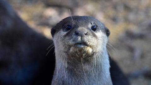 エサを欲しがるカワウソに戦慄が走る⇒「パッと見ホラー」「びびった」と話題に
