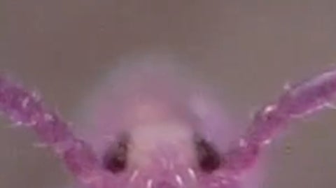 まるでグミ…！テチテチ動く小さな生き物が可愛すぎた⇨「ポケモンみたい」「初めて虫をかわいいと思った」