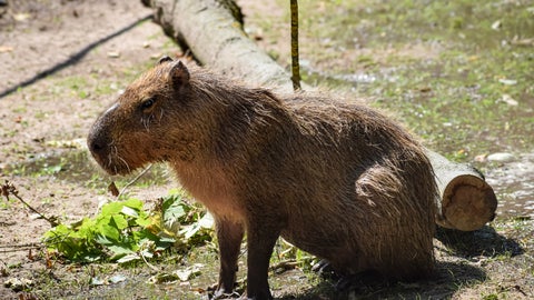 泳ぐカピバラの肉球、見放題！栃木・大田原で見られるレアなアングルに「貴重」「なんと素晴らしいサービス」と反響