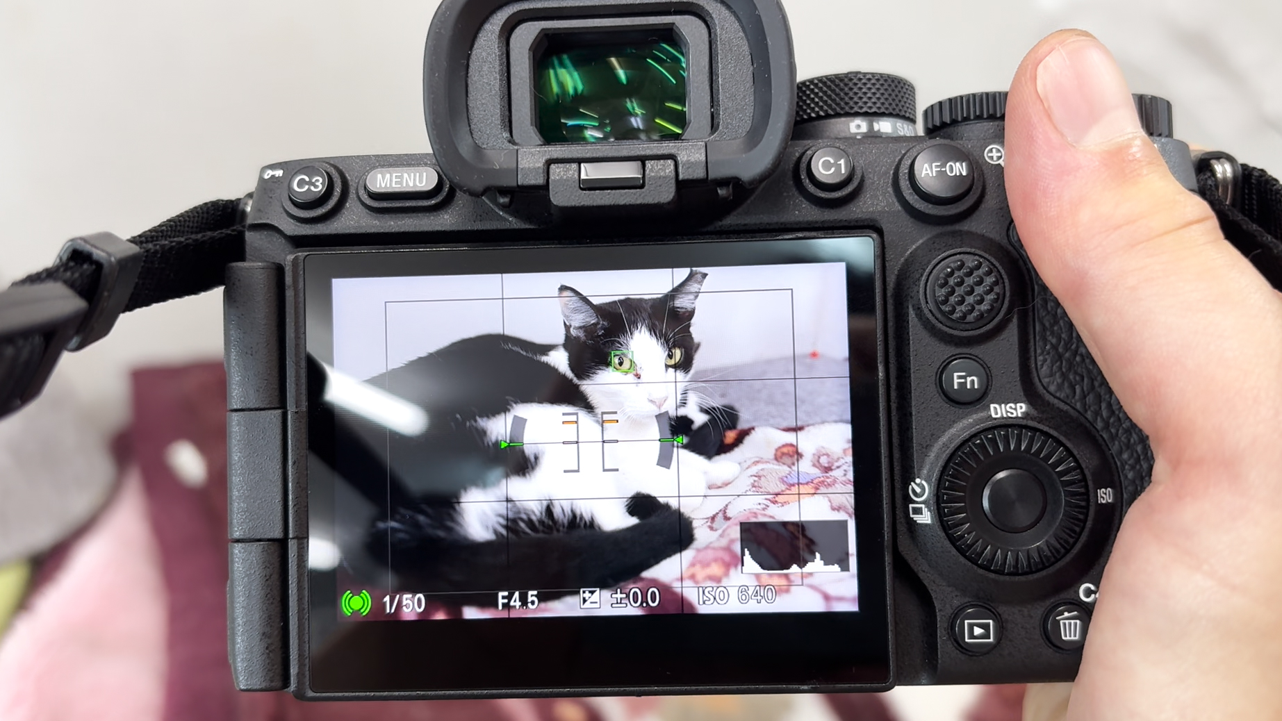 最大6690万画素の「α7R VI」で猫を撮影しまくりレビュー、猫の瞳にズバッとピントが合いホワイトバランスも勝手にいい感じにしてくれてベストショットを量産可能