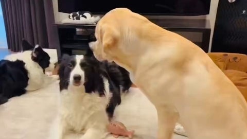 愛犬の「天才すぎる」行動に愛が溢れていた⇨「お姉ちゃんみたい」「自分もしてほしい」と称賛の嵐