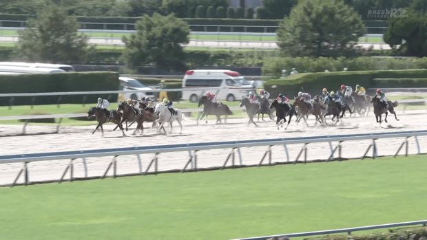 西部日刊スポーツ杯 白毛馬のカルパの特別戦勝利にファンが歓喜