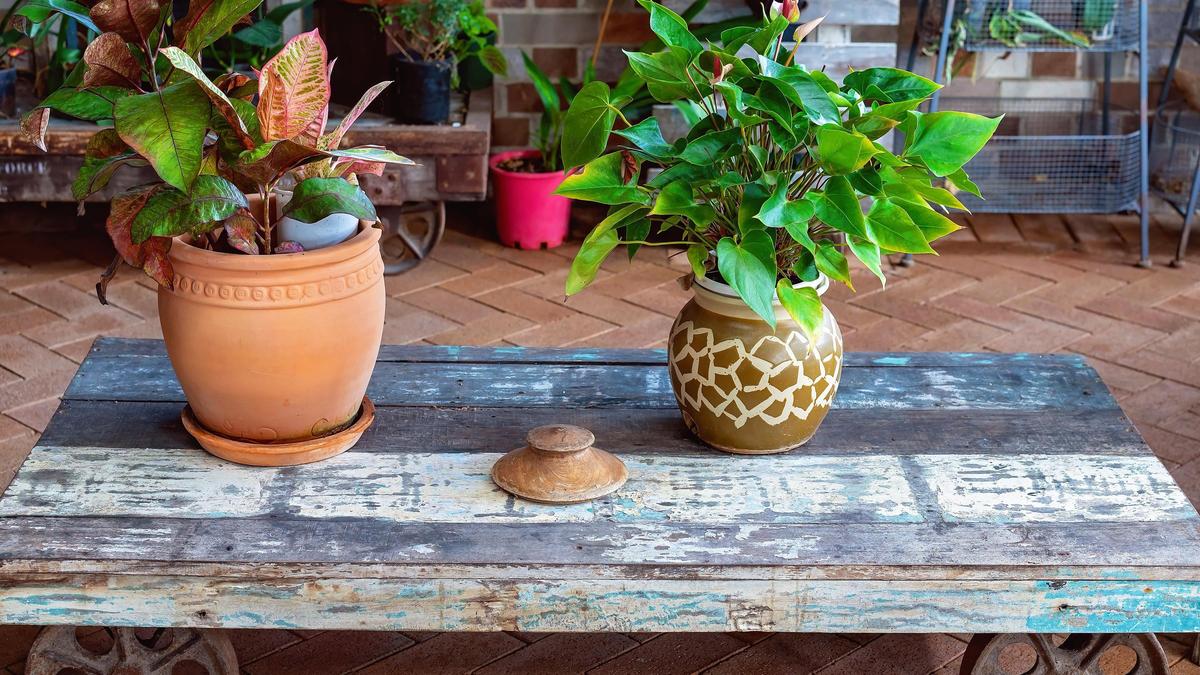 夏本番の前に！ 観葉植物を屋外に出すときの注意点と失敗しないコツ