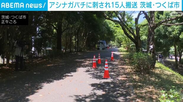 茨城で小中学生ら男女15人がアシナガバチに刺され搬送 いずれも軽傷