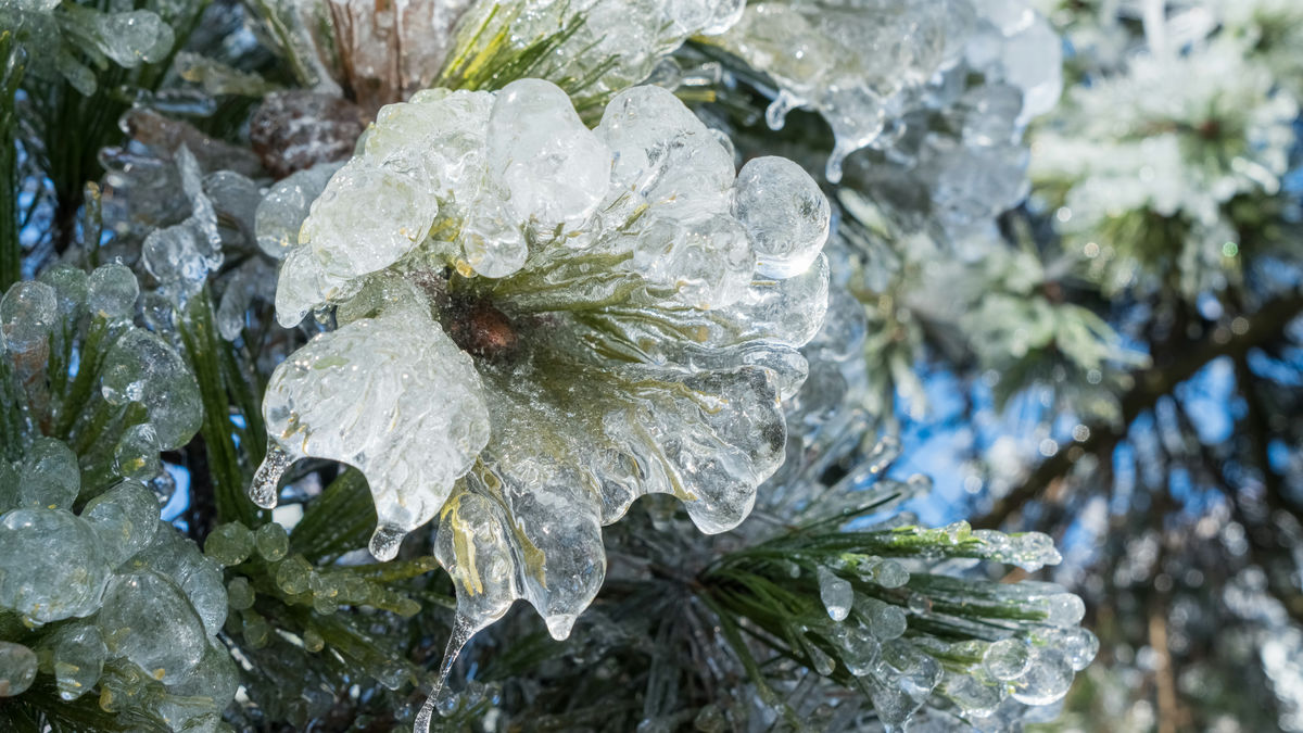 氷点下で植物を枯らさずに「氷で守る」技術とは？