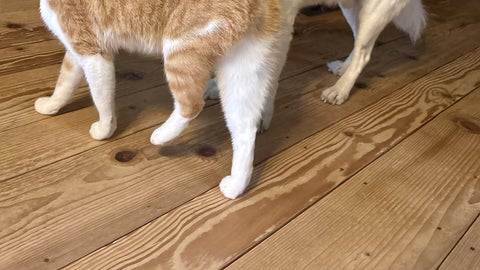 仲良しな犬と猫のちょっと変わった朝のあいさつに…⇒「嬉しそうなお顔」「愛だね〜」