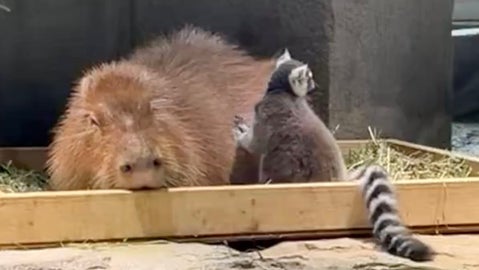 ワオキツネザルがカピバラをそっと触ると…⇨次の瞬間に「ハンドパワー」「合気道」とツッコミ続出