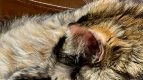 この中に猫が2匹います。難解な1枚に「トリックアートかよ」「境目わからん」