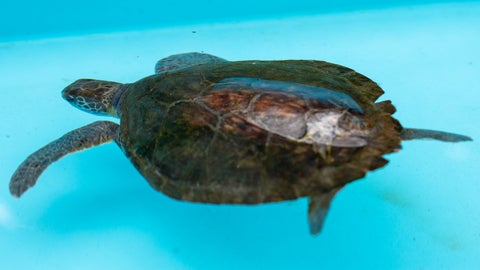 アオウミガメに虹がかかった…！ブルーに映える七色に「良いことありそう」「綺麗」と反響